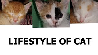 lifestyle of cat , cat video , cheerful cat