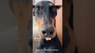 This DOBERMAN Had To Be SCOOBY's DUMB BROTHER! #shorts#funnyvideos #cat #dog #pet #funny#scooby doo