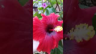 Hibisco vermelho gigante🤗