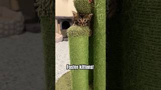 The solution to all your problems! #fosterkittens #kittens #kittenrescue #babycats #catadoption