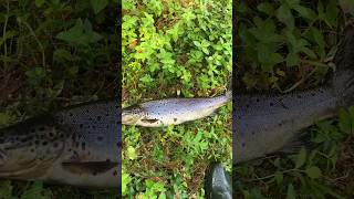 Красавица КУМЖА #рыбалка #кольский #fishing