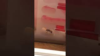 Harvester ant queen picks up one of her workers