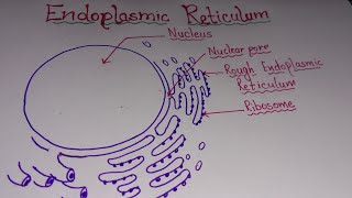 How to draw Endoplasmic Reticulam / Endoplasmic reticulam drawing step by step