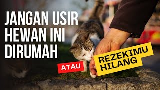 Jangan Diusir, Inilah Pertanda Kucing Datang ke Rumah Menurut Islam. Pembawa Rezeki bagi Penghuni!