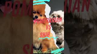 Pomeranian VS Shih Tzu