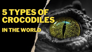 5 TYPES OF CROCODILES IN THE WORLD