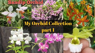 My Orchid Collections Part 1@SandipOrchid #bengali #spring #blooming #orchid #dendrobium#gardentour