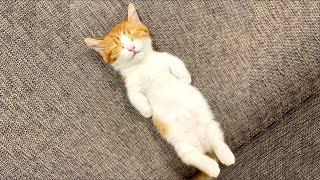 Funny Cats And Cute Kittens Sleeping In Weird Positions  Compilation || NEW