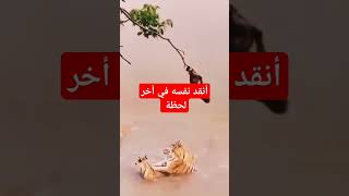 #trending #ترند #humour #humor #shorts #shortvideo #viralvideo #trend #اكسبلور #متابعه #لايك