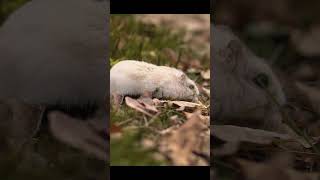 funny white Djungarian hamster runs in the forest in the autumn leaves  #hamster  #ladybee #animal