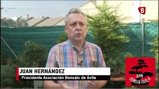 Intervención en la 8 Ávila, la asociación de bonsai avanza, contacto en comentarios #bonsai