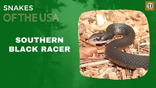 SOUTHERN BLACK RACER