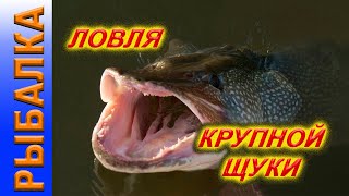 Ловля крупной щуки на реке Обь