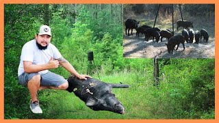 🔴CACERIA de CERDO SALVAJE con RIFLE de AIRE 🐗 BENJAMIN BULLDOG .357🔴