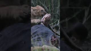 Our Encounter with a Young Cub Enjoy Its Meal!🤔#shorts #safari #travel #travelling