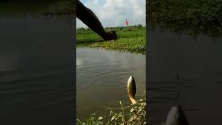 Strike Ikan Babon di Rawa #shorts