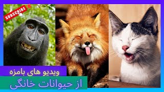 حیوانات خنده دار|حیوانات خانگی بامزه|کلیپ خنده دار حیوانات خانگی