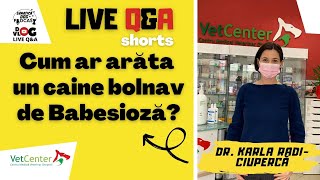 LIVE Q&A Shorts - Cum ar arăta un caine bolnav de Babesioză?