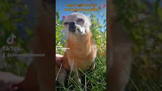 Hospice Dog - Mugsy 23 year old cute senior rescue chihuahua #shortvideo #shorts #short