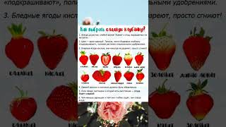 Как выбрать сладкую клубнику? 🍓