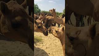 The camels are matching each other #shorts  #youtubeshorts  #shortvideo