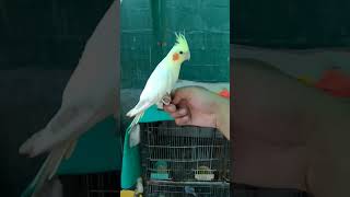 Hand tame Cockatiel ❤️ #subscribe #US_Aviary #pets #cocktails #birdslover #share #vlog