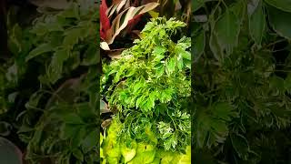 #plants #shorts #viralvideo #viral #viralshorts #garden #youtubeshorts #indoorplants #gardening