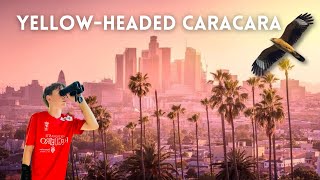 Chasing the Yellow-Headed Caracara in Los Angeles