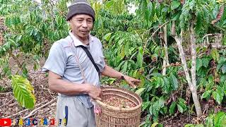 PENSIUNAN PNS SUKSES BERKEBUN KOPI|coffee ROBUSTA 2 TON/ H