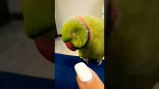 "Why is this parrot so cute and spoiled?"🐦🦜❤ #shorts #tiktok #birds #cute