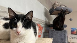 20 cats happy weekend live stream