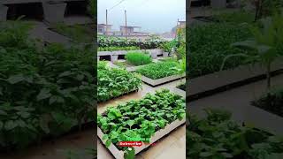 Ide Desain Kebun Sayur Di Atas Balkon Rumah #nature #relaxing #music #relaxingmusic #garden #kebun