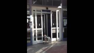 Dog plays with automatic doors