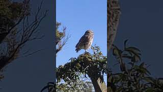 Lechuzas Vizcacheras en el Parque Sarmiento. #birds #lechuza #nature #caba #naturaleza #travel