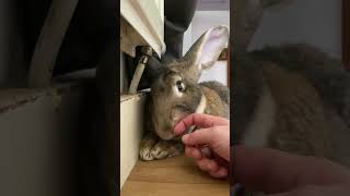 NEVER Try To Touch A Flemish Giant Rabbits Chin