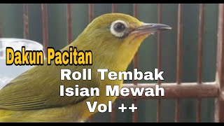 Pleci Dakun Pacitan Roll Tembak Isian Mewah Vol ++ || Terapi Pleci Buka Paruh