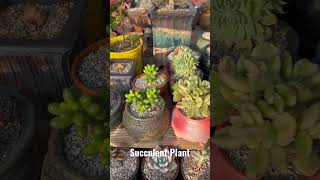 Succulent Plant