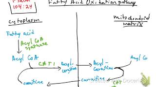 Fatty acid oxidation