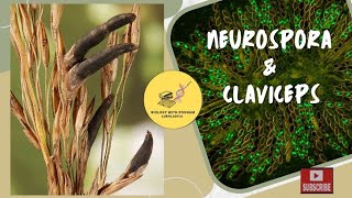 Neurospora #claviceps # important points for exam #cuet2024 #cuetexam #cuetpg