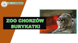 ZOO Chorzów - [Surykatki]