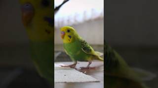 happy bird playing with ball