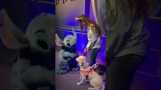 Dog plays with stitch mascot