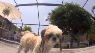 Mollie & Mikey swimming