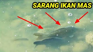 Sarang Ikan Mas ||KETAPEL IKAN|| #viral #trending #ketapelikan