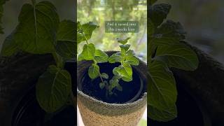 How to propagate a mint plant cutting for beginners 🌱 #beginnergardening