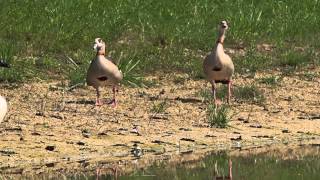 Nilgans (Alopochen aegyptiacus)