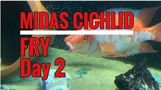 Midas cichlid fry