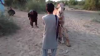 #camel #m #video #viral #viral