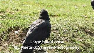 large billed crow