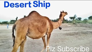 How camel survive in desert hot|| Camel finding food in desert Thar Sindh||#camels